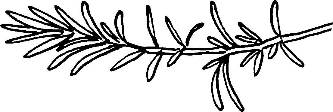 A line drawing of a sprig of rosmary