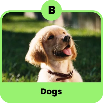 Dogs