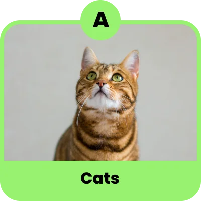 Cats