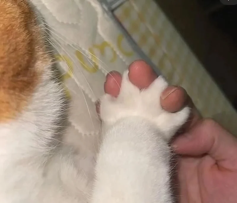 A cat and a human, paws intertwined