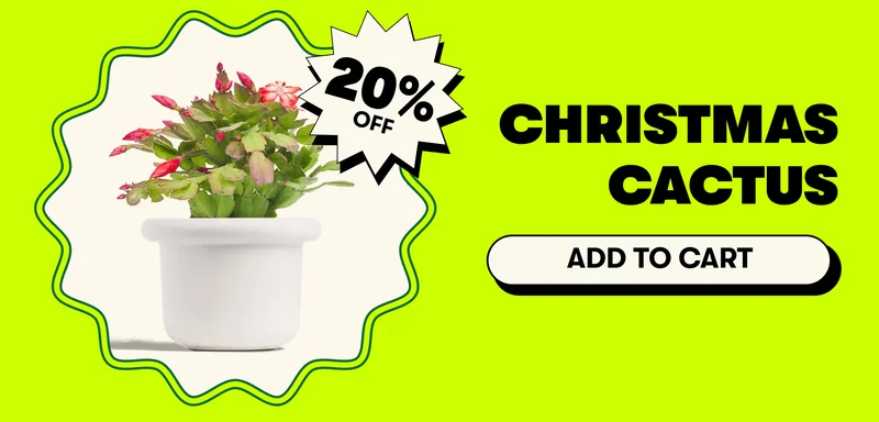 Christmas Cactus [ADD TO CART]