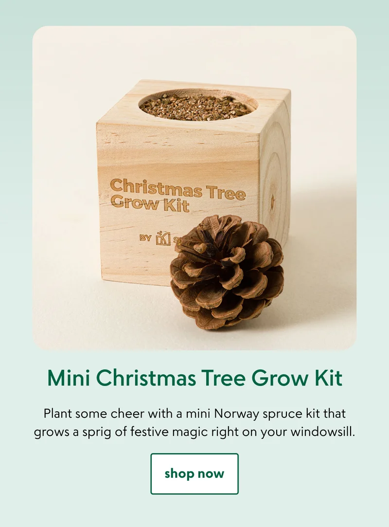 Mini Christmas Tree Grow Kit