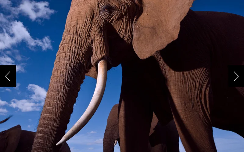 A group of elephants at Kenya's Samburu National Reserve. Familial relations of elephants are complex, various, and fascinating.
