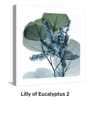 Lilly of Eucalyptus 2 by Albert Koetsier