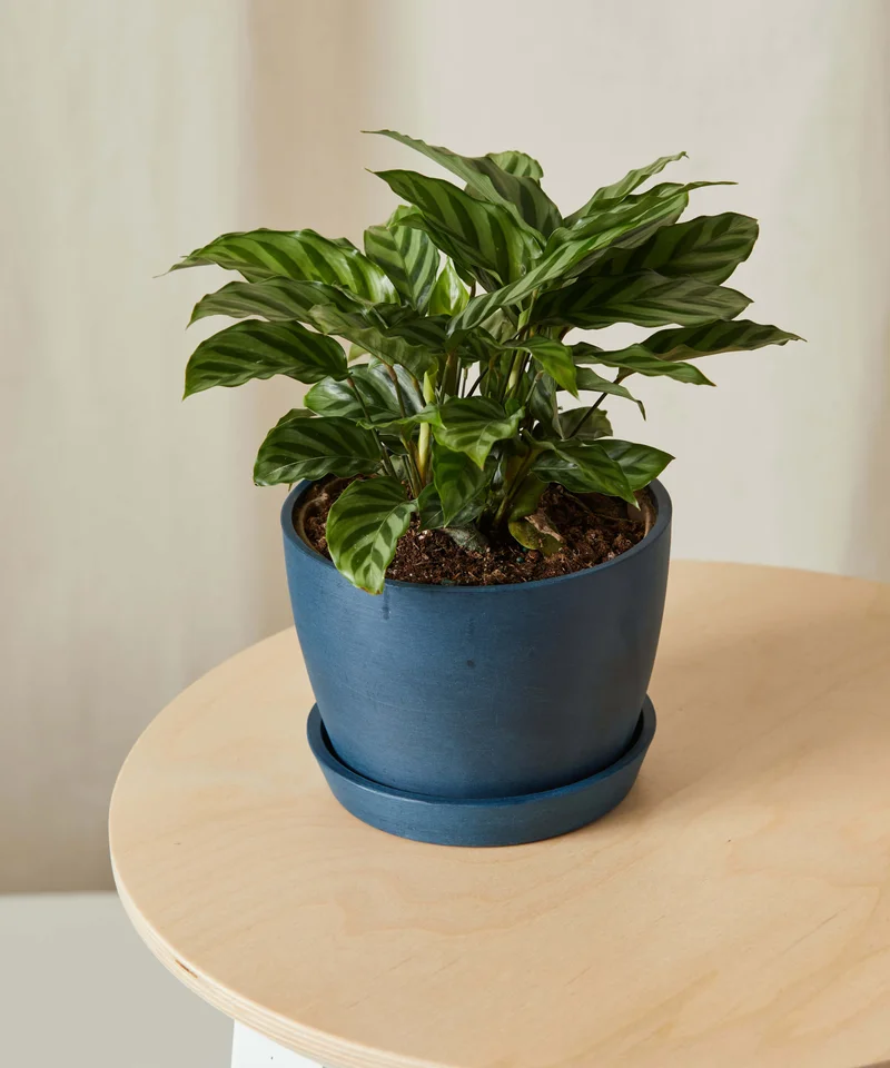 Image of Calathea Freddie