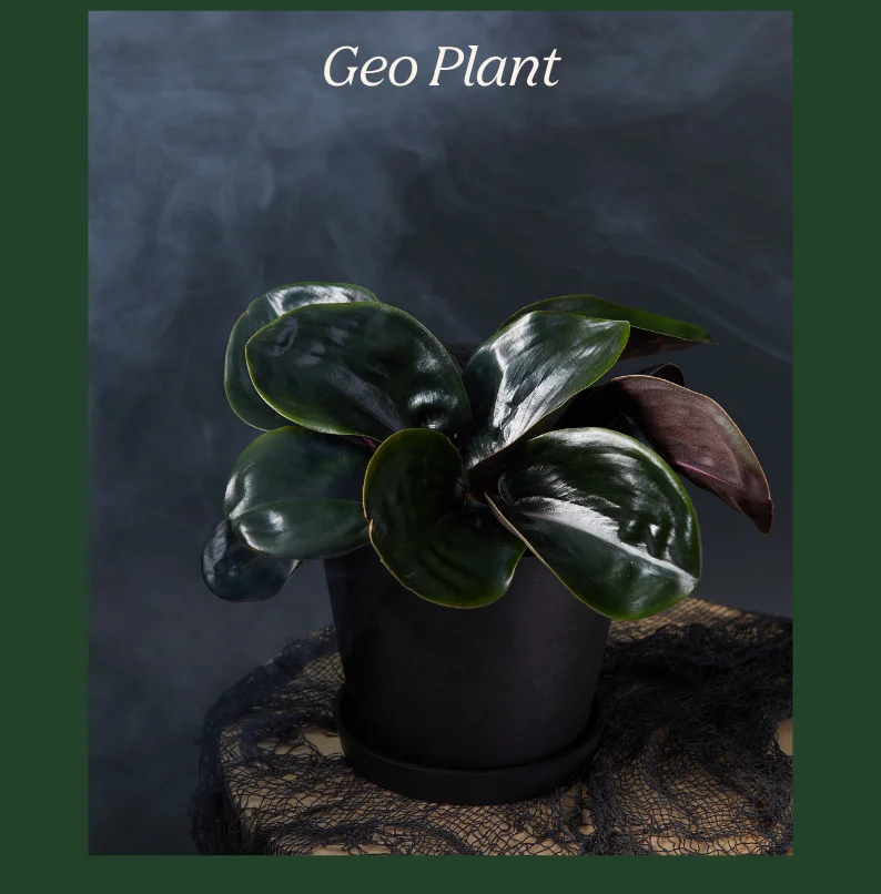 The geo plant is back!