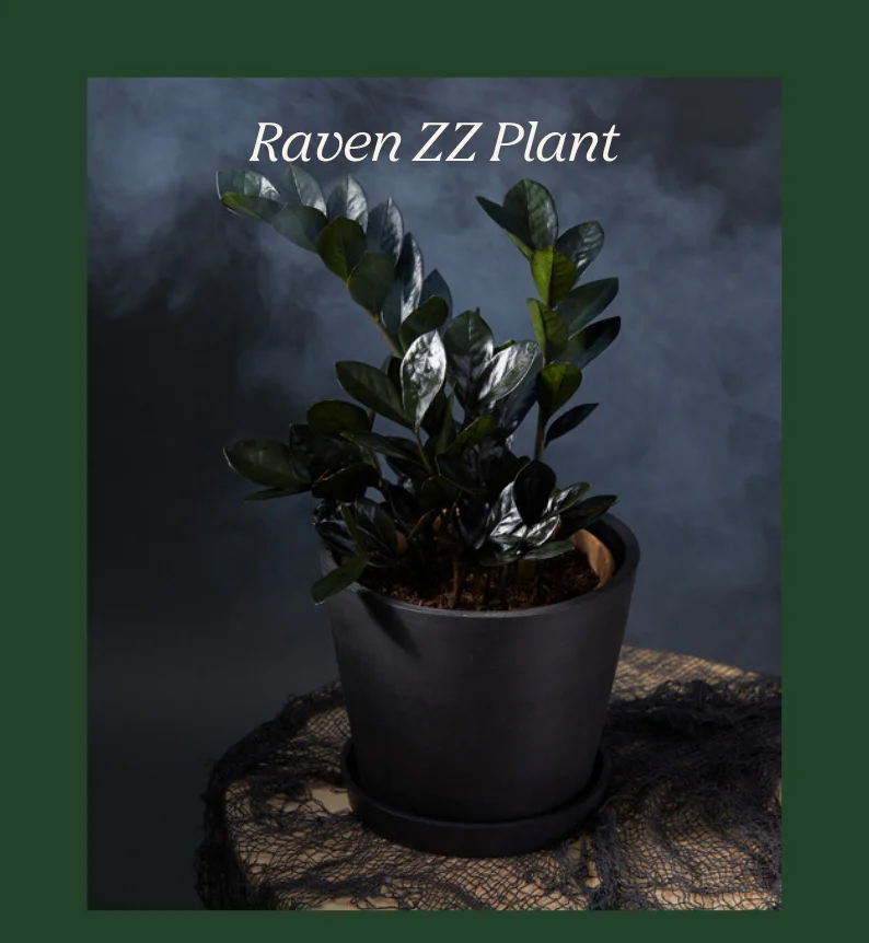 The raven zz plant is back!