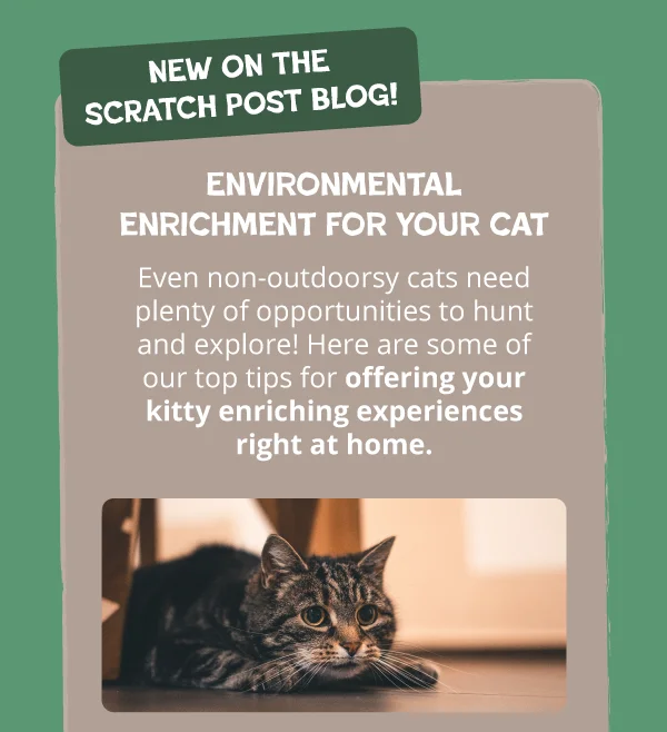 **New on the Scratch Post:**  **Environmental enrichment for your cat**  Even non-outdoorsy cats need plenty of opportunities to hunt and explore! Here are some of our top tips for offering your kitty enriching experiences right at home. Below, an image of a tabby cat underneath a table at home