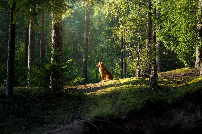 A Nova Scotia duck tolling retriever, a breed of hunting dog, rests in the forest. An experiment showed that hunting dogs may orient themselves to the magnetic field to find their way home.