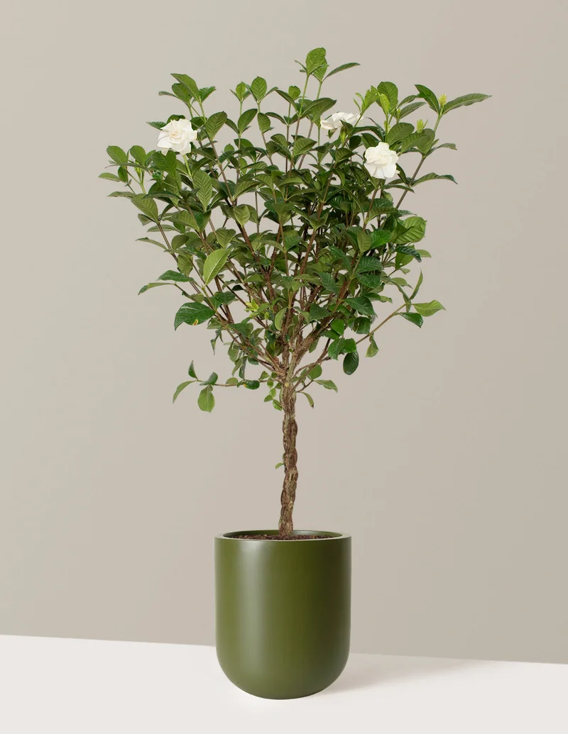 Image of Large Braided Gardenia