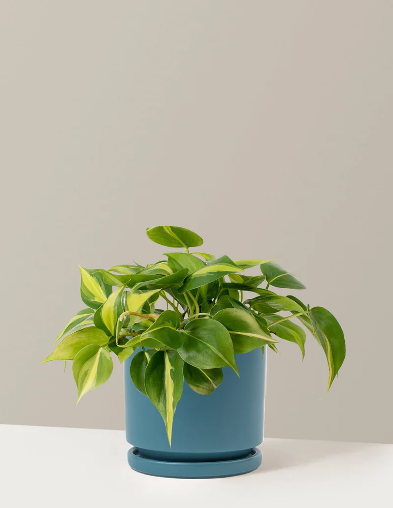 Image of Philodendron Brasil