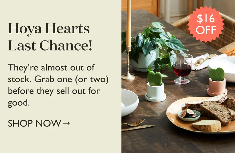 Hoya Hearts Last Chance! They're almost out of stock. Grab one before they sell out.