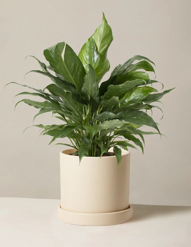 Image of Peace Lily ‘Domino’