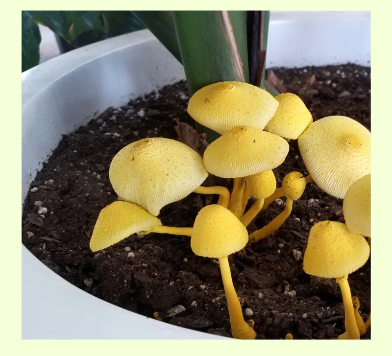 Fungi Are Friends