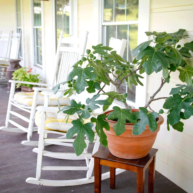 Image of Fignominal Fig