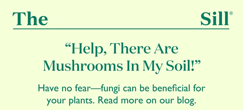 What To Do When You See Mushrooms in Your Soil