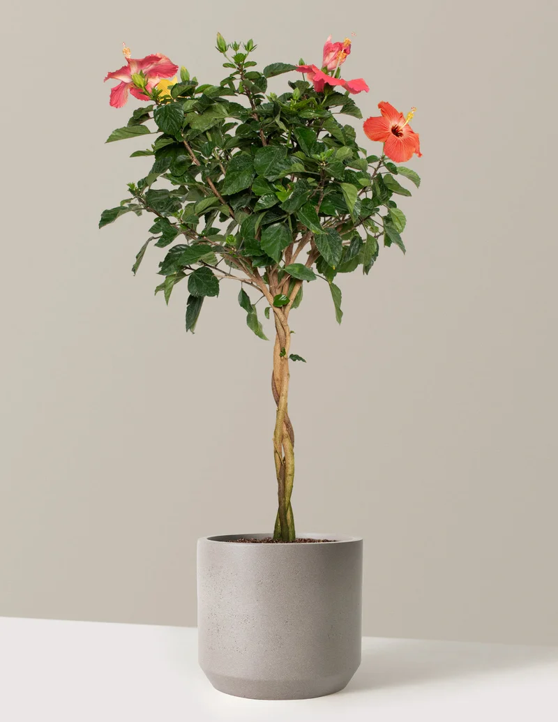 Image of Large Braided Hibiscus