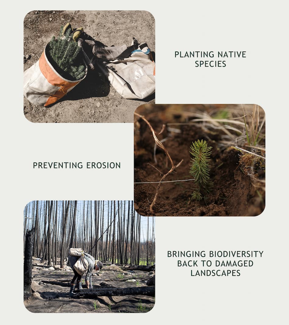 Planting native species, Preventing erosion, Bringing biodiversity back...