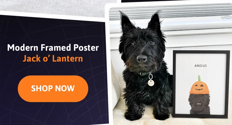 Modern pet pumpkin hat portrait