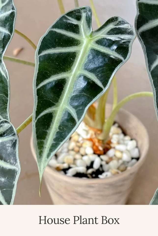 House Plant Box