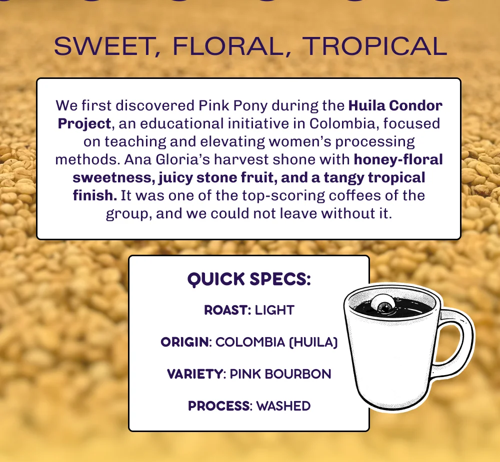 Sweet, floral, tropical. We first discovered Pink Pony during the Huila Condor Project, an educational initiative in Colombia, focused on teaching and elevating women’s processing methods. Ana Gloria’s harvest shone with honey-floral sweetness, juicy stone fruit, and a tangy tropical finish. It was one of the top-scoring coffees of the group, and we could not leave without it.