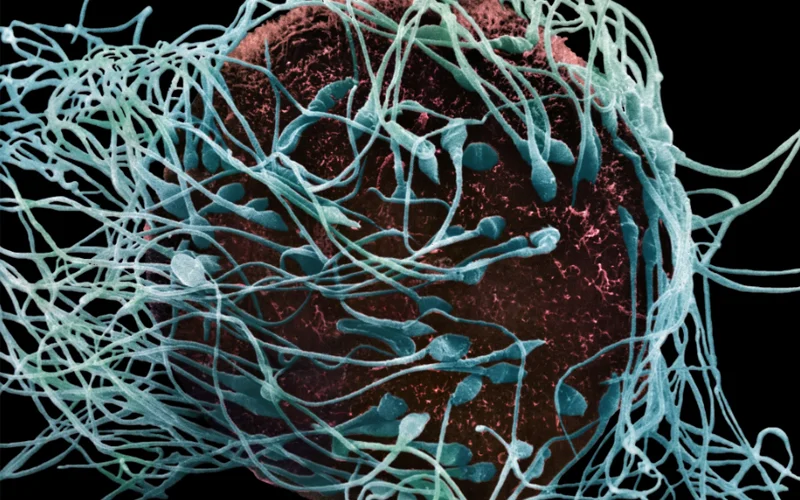 A microscope image of a sperm and egg