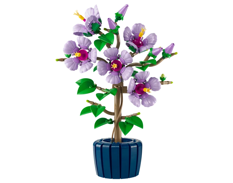 Hibiscus