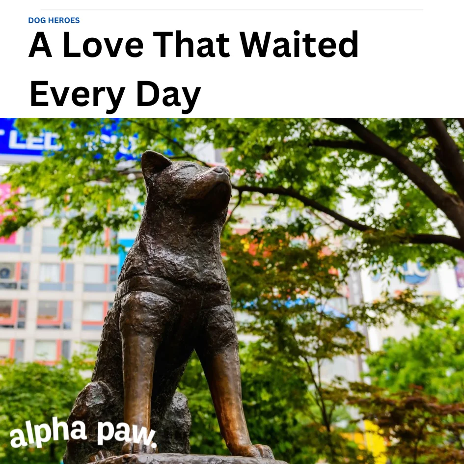 Dog happy products