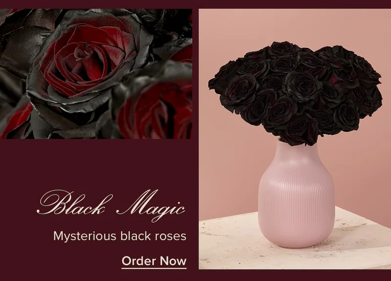 Black Magic: Mysterious black roses. Order Now