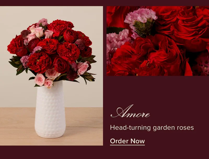 Amore: Head-turning garden roses. Order Now