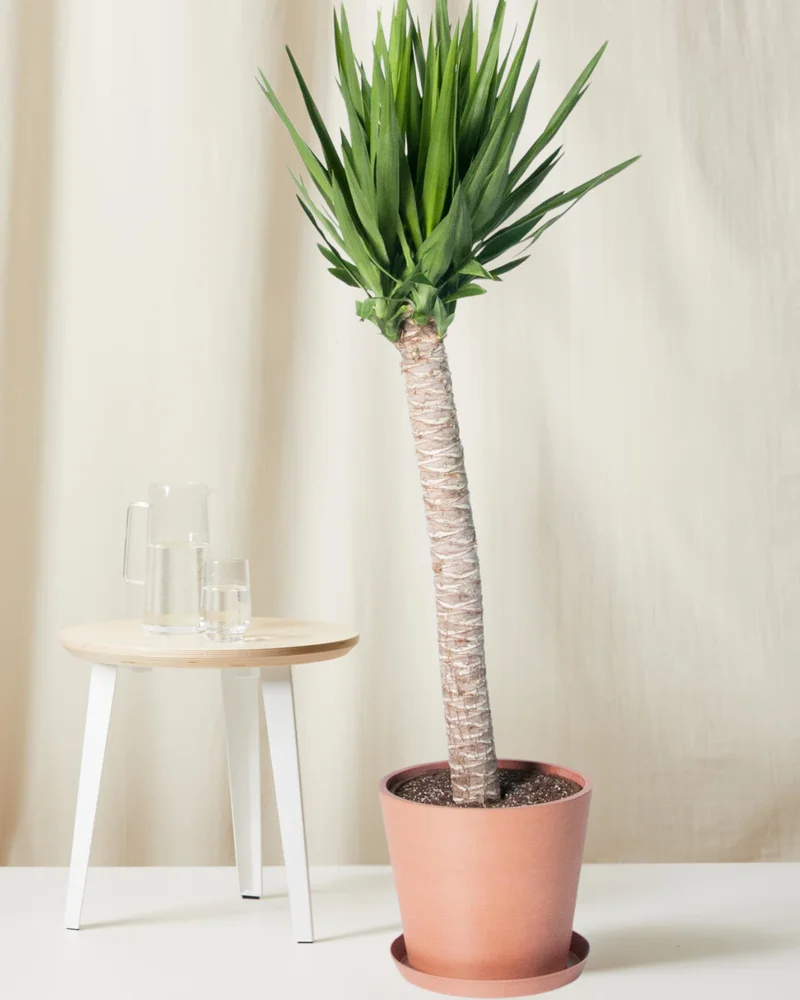 Image of Yucca Cane