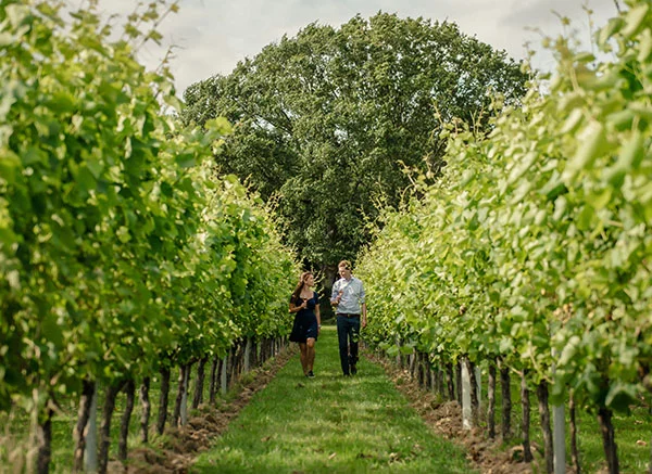 Win a Gusbourne Explored membership
