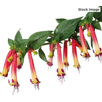 Ultimate Innovations 3-Piece Cuphea Hummingbird Buffet Plants