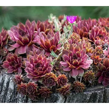 Ships 3/24/25 Roberta's 6Pc Hardy Hens & Chicks Live Plants