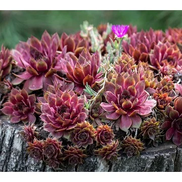 Ships 5/19/25 Roberta's Hardy Hens & Chicks Live Plants