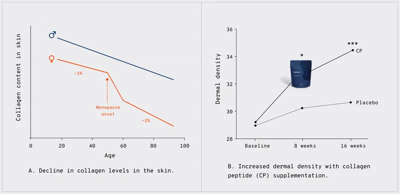 A. Decline in collagen levels in the skin.  | B. Increased dermal density with collagen peptide (CP) supplementation.