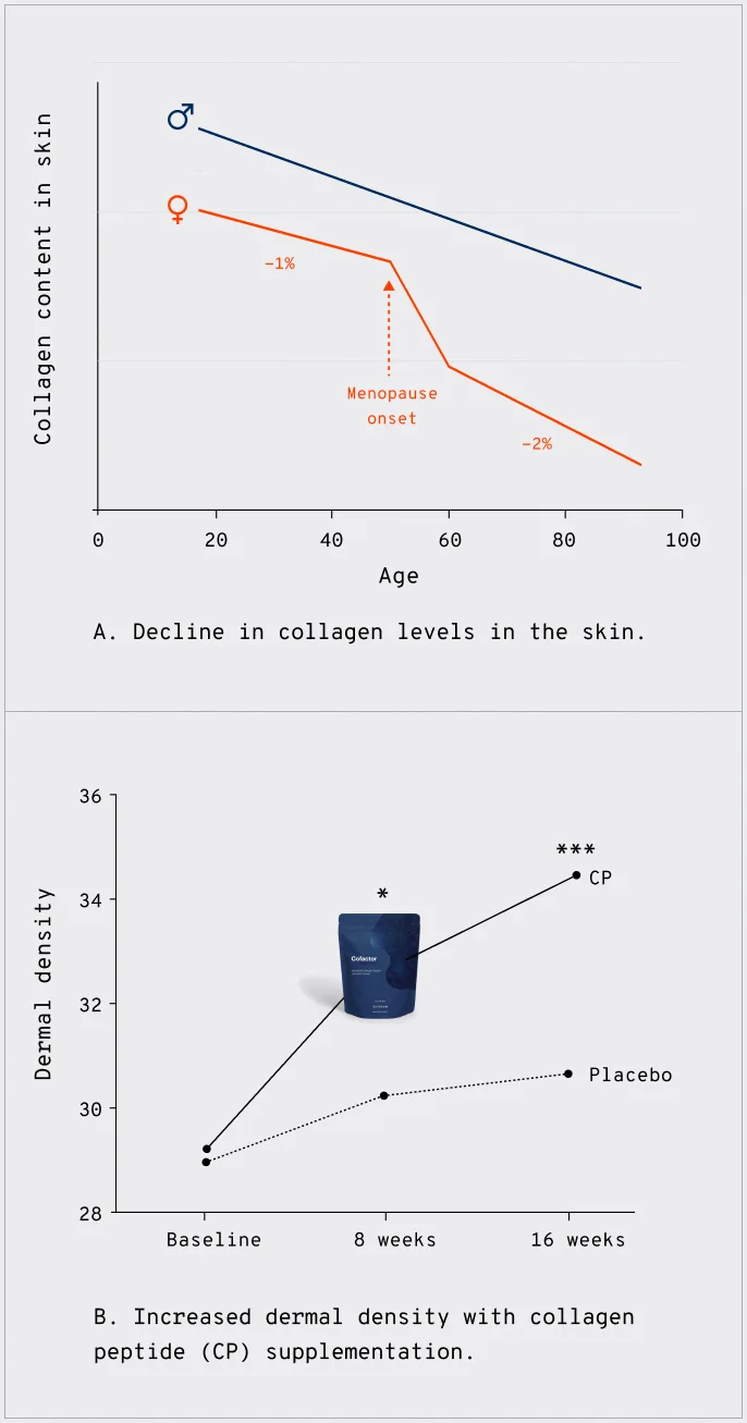 A. Decline in collagen levels in the skin.  | B. Increased dermal density with collagen peptide (CP) supplementation.
