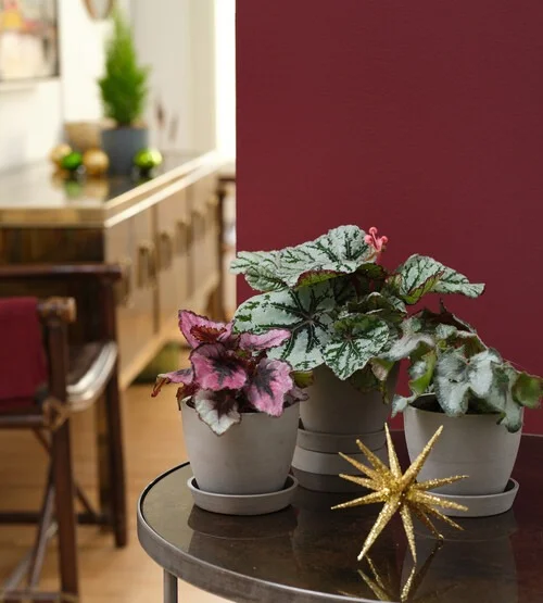 shop the begonia collection