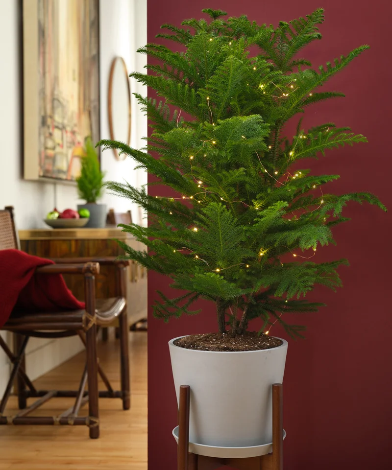 Image of Norfolk Pine