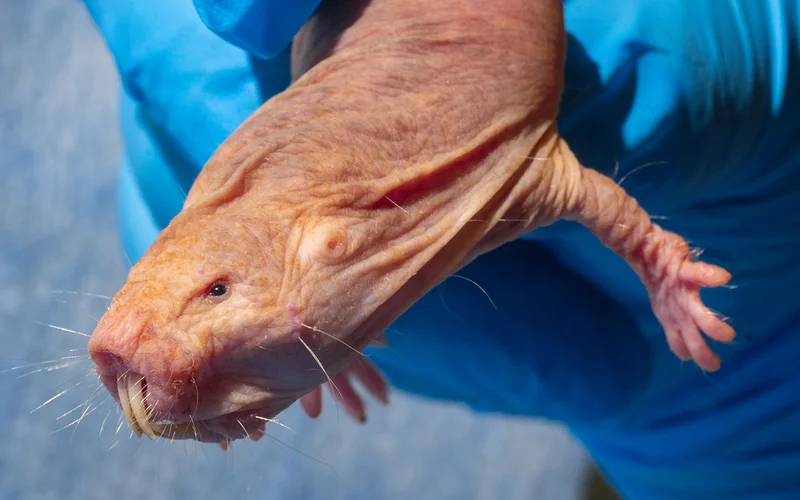 A naked mole rat