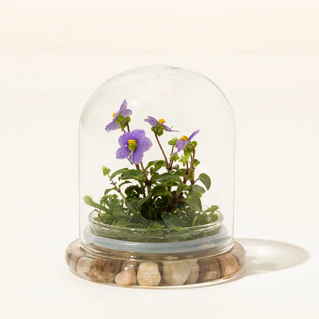 Everlasting Persian Violet Terrarium