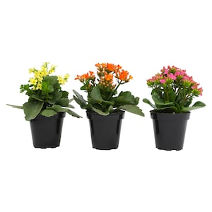 30% Off Select House Plants