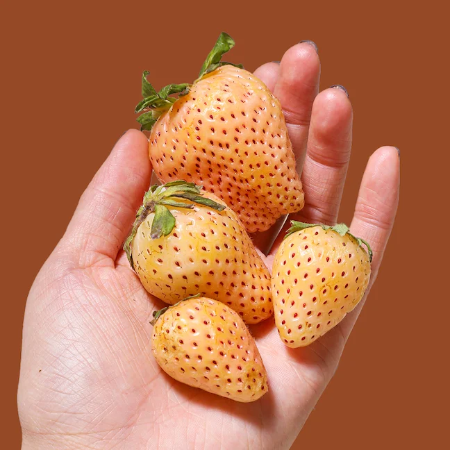 Pine Berry