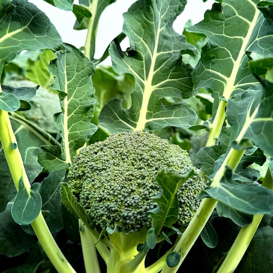 Broccoli Leaves