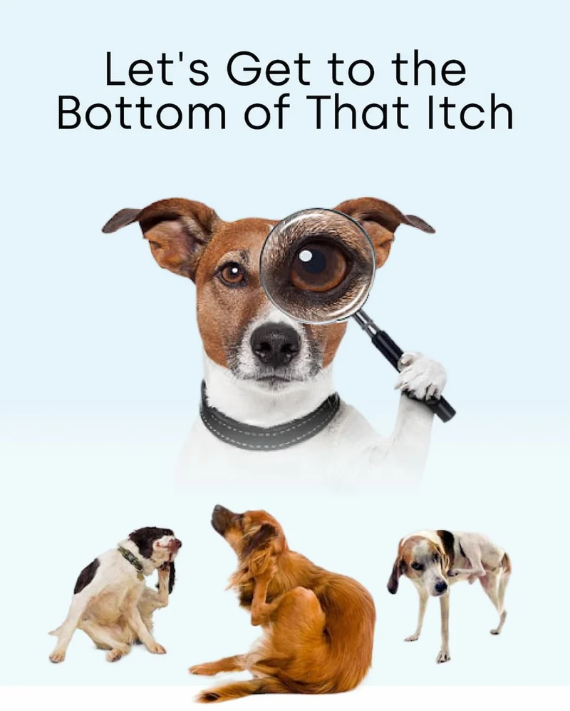 Let's Get to the Bottom of That Itch
