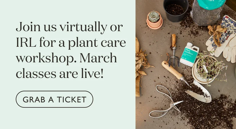 Join us virtually or IRL for a plant care workshop. March classes are live!