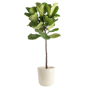 Up to 25% Off Select House Plants