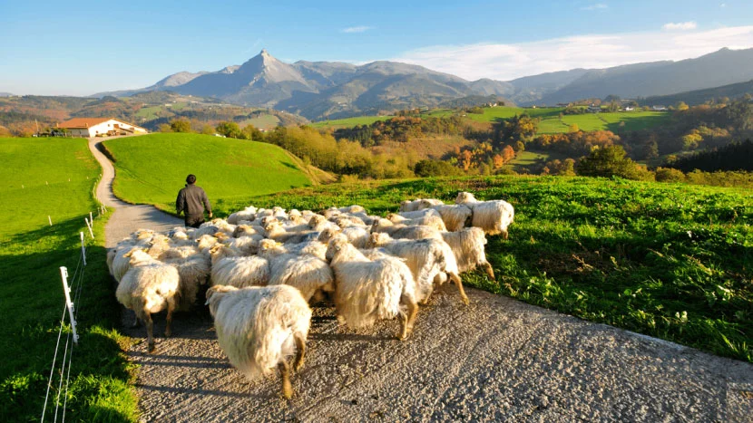 Image of sheep in mountains