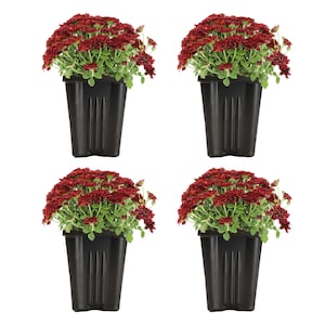 25% Off Select Outdoor Plants