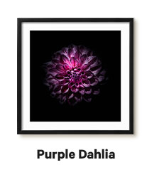 Purple Dahlia by Brian Carson